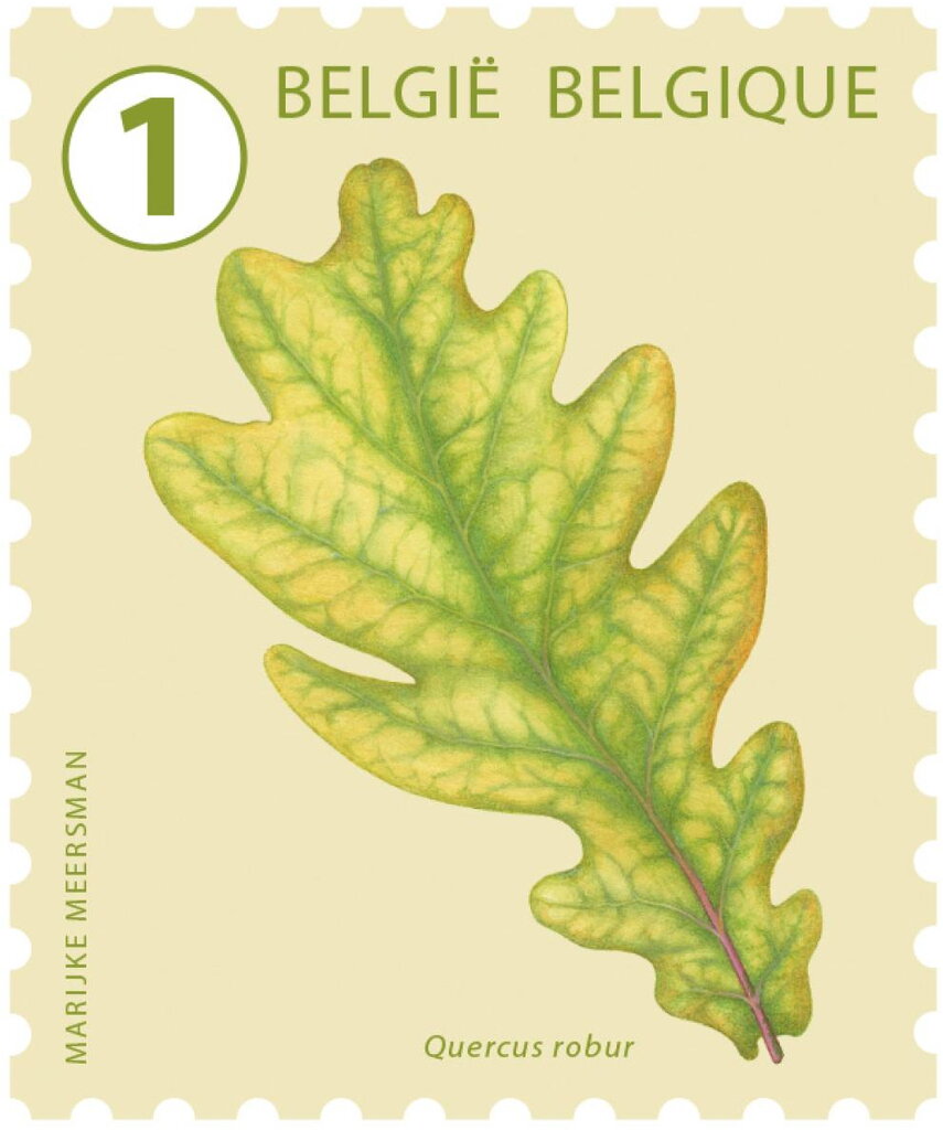 English Oak (Quercus robur)