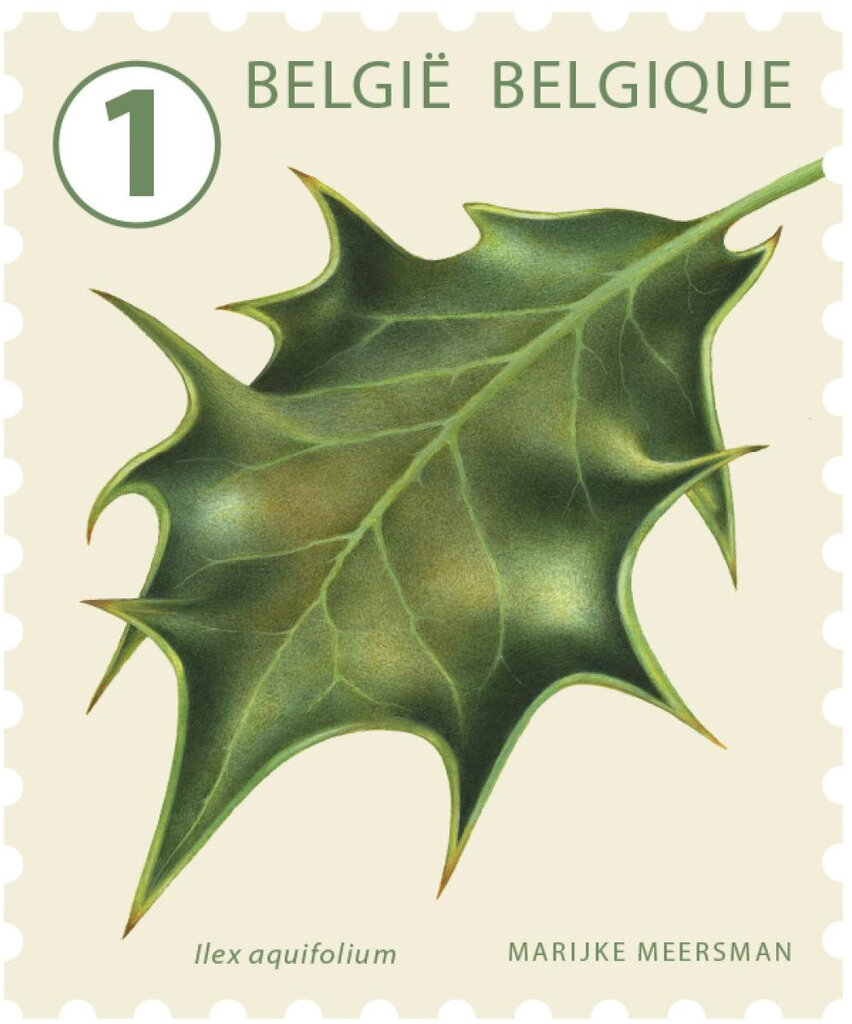 Holly (Ilex aquifolium)