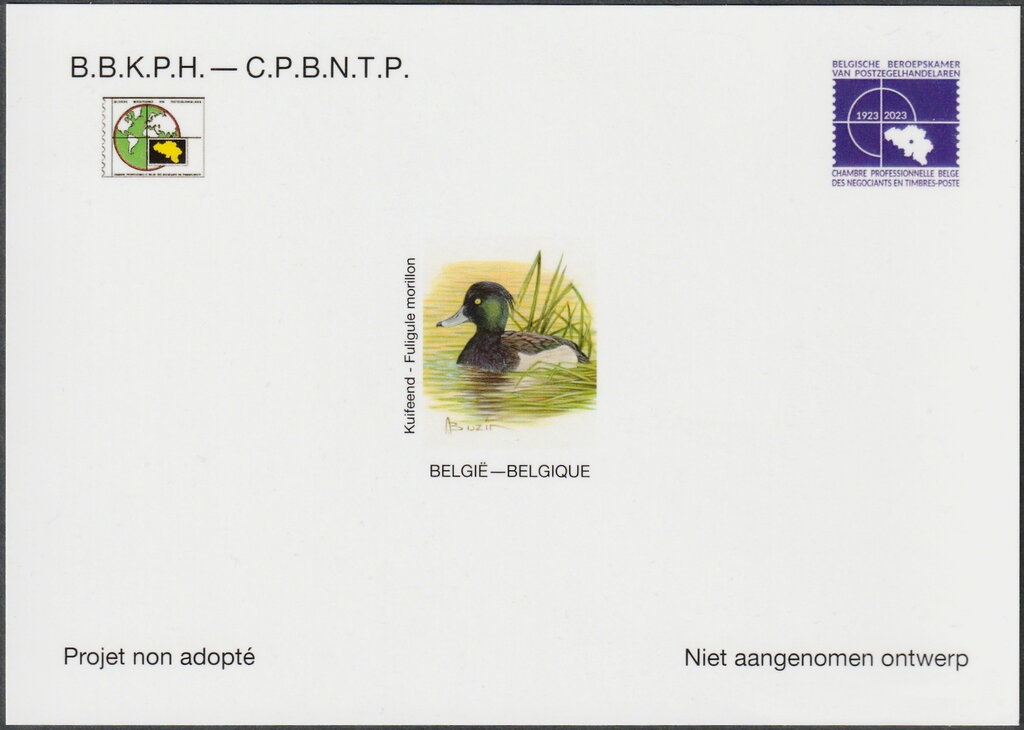 Tufted Duck (Aythya fuligula)