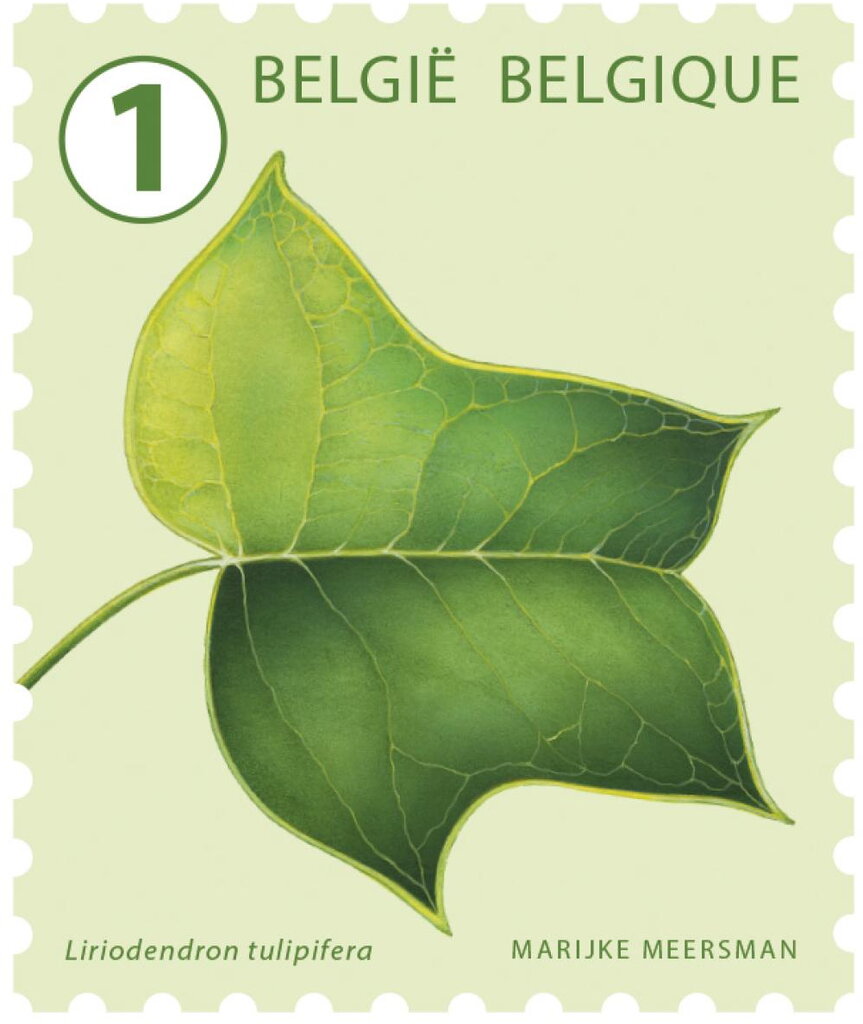 Tulip Tree (Liriodendron tulipifera)
