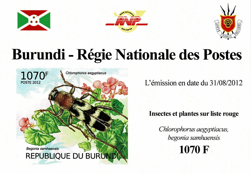 Beetle (Chlorophonus aegyptiacus), Begonia (Begonia samhaens