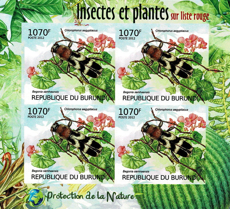 Beetle (Chlorophonus aegyptiacus), Begonia (Begonia samhaens