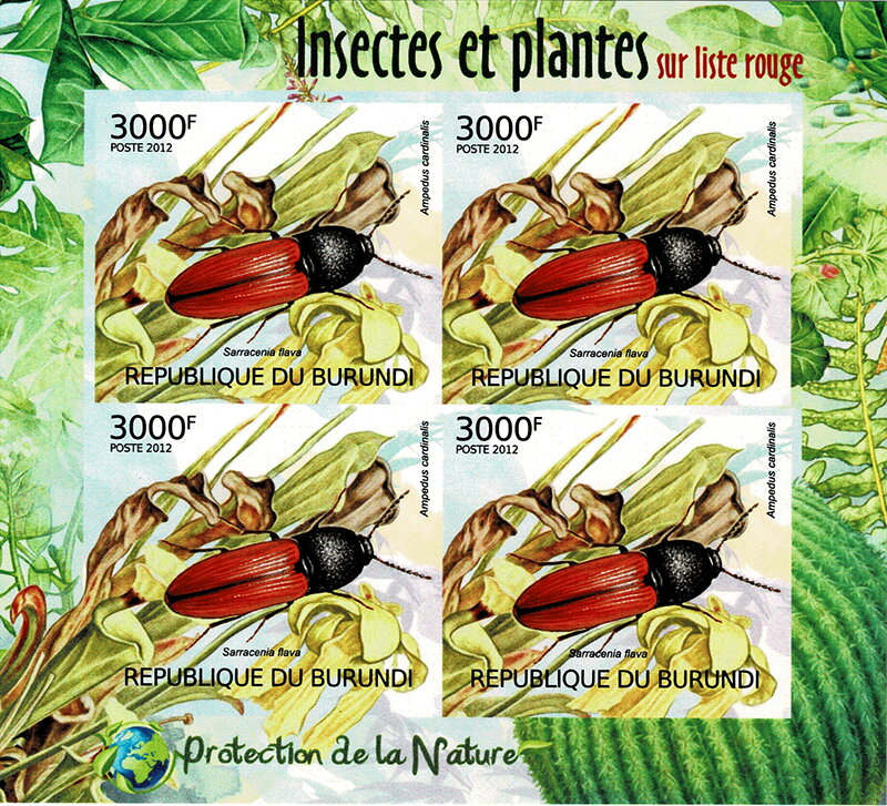 Cardinal Click Beetle (Ampedus cardinalis), Yellow Pitcherpl
