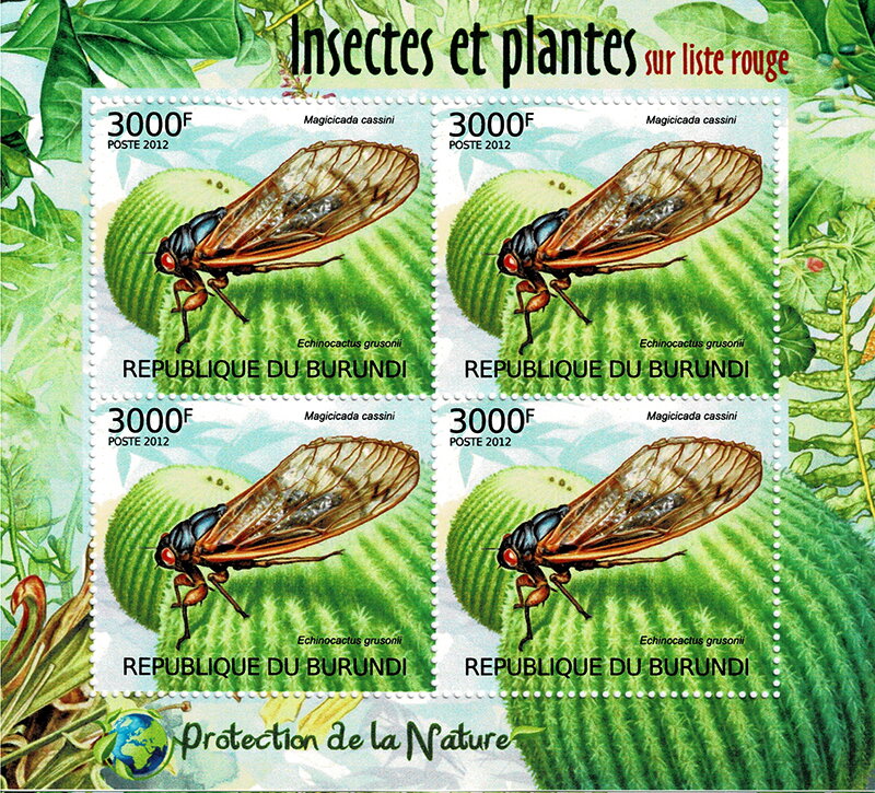 Dwarf Cicada (Magicicada cassini), Barrel Cactus (Echin