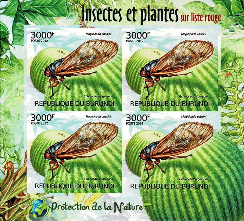 Dwarf Cicada (Magicicada cassini), Barrel Cactus (Echin