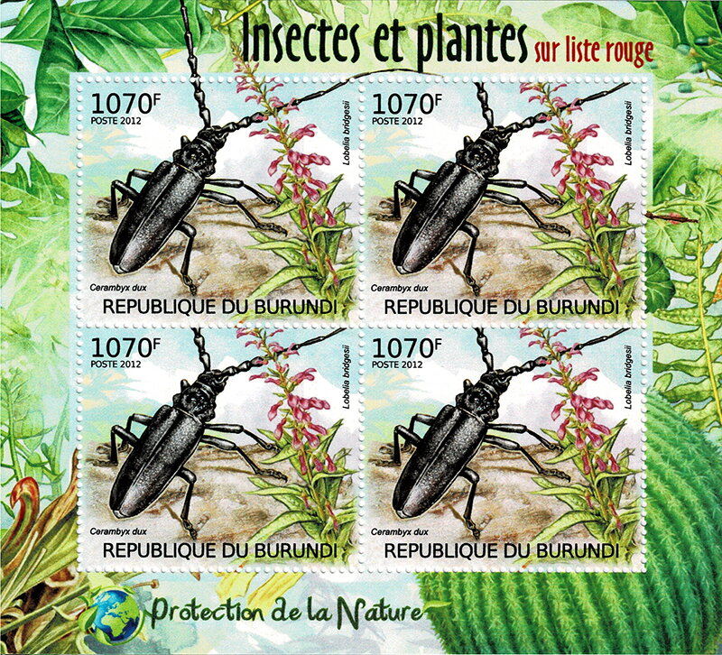 Ground Beetle (Cerambyx dux), Tupa Rosada (Lobelia brid