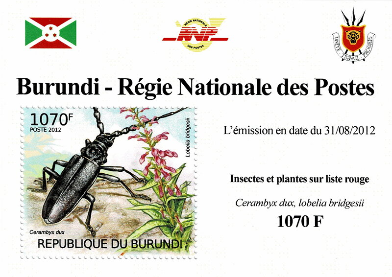 Ground Beetle (Cerambyx dux), Tupa Rosada (Lobelia bridgesii