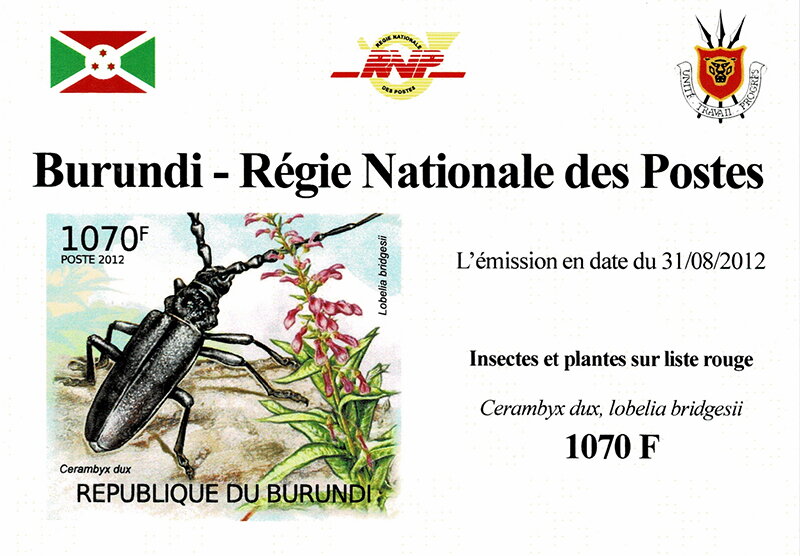 Ground Beetle (Cerambyx dux), Tupa Rosada (Lobelia bridgesii