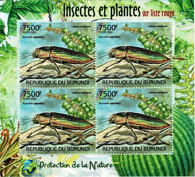 The Goldstreifiger (Buprestis splendens), Blue Latan Palm