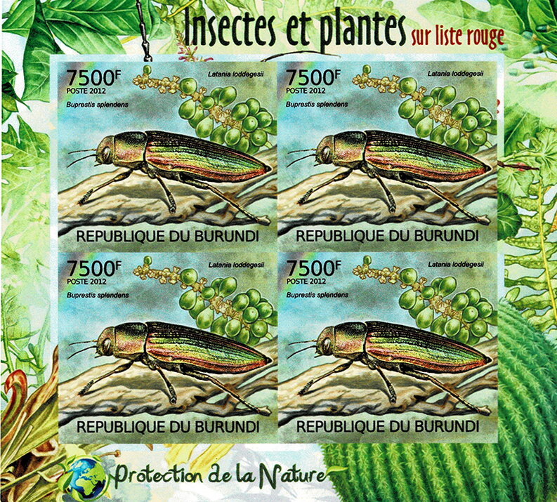 The Goldstreifiger (Buprestis splendens), Blue Latan Palm