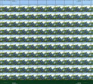 Full Pane, Blueberry, Canada,  , Fruits and Berries, Plants (Flora)