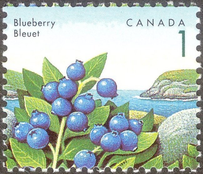 Blueberry