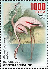 American flamingo (Phoenicopterus ruber)