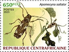 Apomecyna saltator