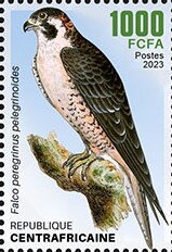 Barbary Falcon (Falco peregrinus pelegrinoides)