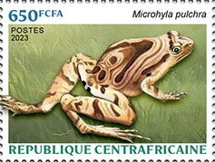 Beautiful Narrow-mouthed Frog (Microhyla pulchra)