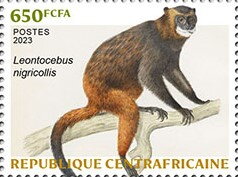 Black-mantled Tamarin (Leontocebus nigricollis)