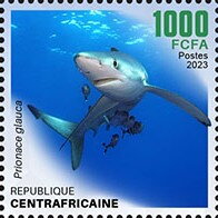 Blue Shark (Prionace glauca)