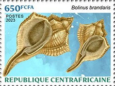 Bolinus brandaris