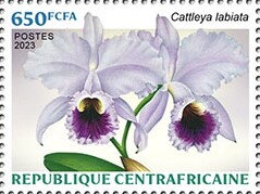 Cattleya labiata