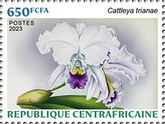 Cattleya trianae
