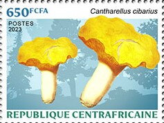Chanterelle (Cantharellus cibarius)