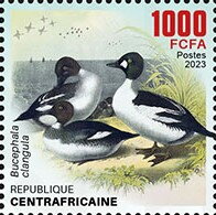 Common goldeneye (Bucephala clangula)