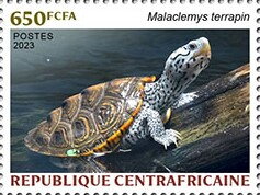 Diamondback Terrapin (Malaclemys terrapin)