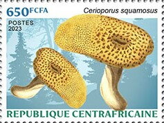 Dryads Saddle (Cerioporus squamosus)