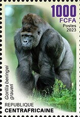 Eastern Lowland Gorilla (Gorilla beringei graueri)