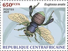 Euglossa analis