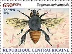 Euglossa surinamensis