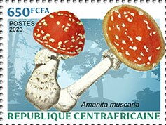 Fly agaric (Amanita muscaria)