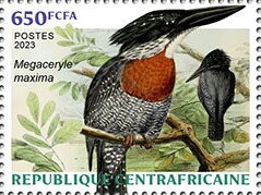 Giant Kingfisher (Megaceryle maxima)