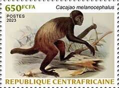 Golden-backed uakari (Cacajao melanocephalus)