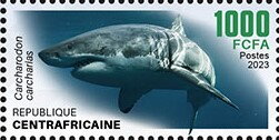 Great White Shark (Carcharodon carcharias)