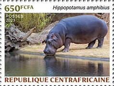 Hippopotamus (Hippopotamus amphibius)