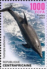 Indo-Pacific bottlenose dolphin (Tursiops aduncus)
