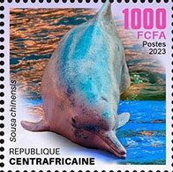 Indo-Pacific humpback dolphin (Sousa chinensis)
