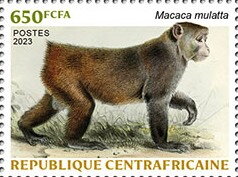 Indochinese rhesus macaque (Macaca mulatta)