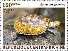Japanese Pond Turtle (Mauremys japonica)