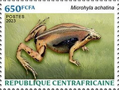 Javan Chorus Frog (Microhyla achatina)