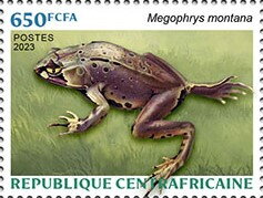 Javan Horned Frog (Megophrys montana)