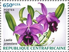 Laelia praestans