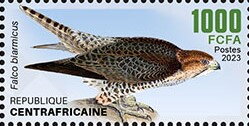 Lanner Falcon (Falco biarmicus)