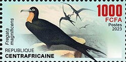 Magnificent frigatebird (Fregata magnificens)