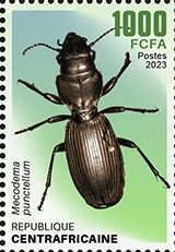 Mecodema punctellum