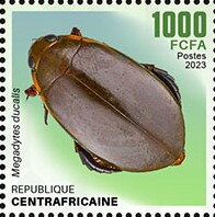 Megadytes ducalis