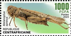 Melanoplus spretus