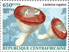 Milkcap mushroom (Lactarius rugatus)